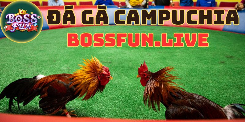 Đá Gà Campuchia Bossfun - Đỉnh Cao Của Chọi Gà Đích Thực 1 da ga campuchia bossfun dinh cao cua choi ga dich thuc