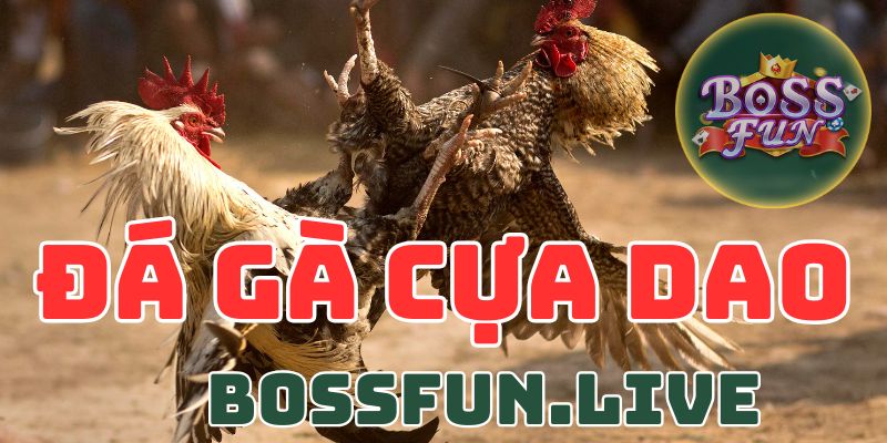 Đá Gà Cựa Dao Bossfun - Nâng Cao Niềm Đam Mê Của Bạn 9 da ga cua dao bossfun nang cao niem dam me cua ban