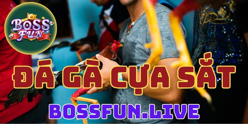 Đá Gà Cựa Sắt - Hướng Dẫn Chơi Đá Gà Bossfun Thành Công 8 da ga cua sat huong dan choi da ga bossfun thanh cong
