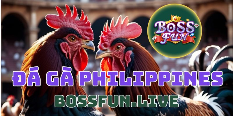Đá Gà Philippines - Khát Vọng Chiến Thắng Nhà Cái Bossfun 10 da ga philippines khat vong chien thang nha cai bossfun