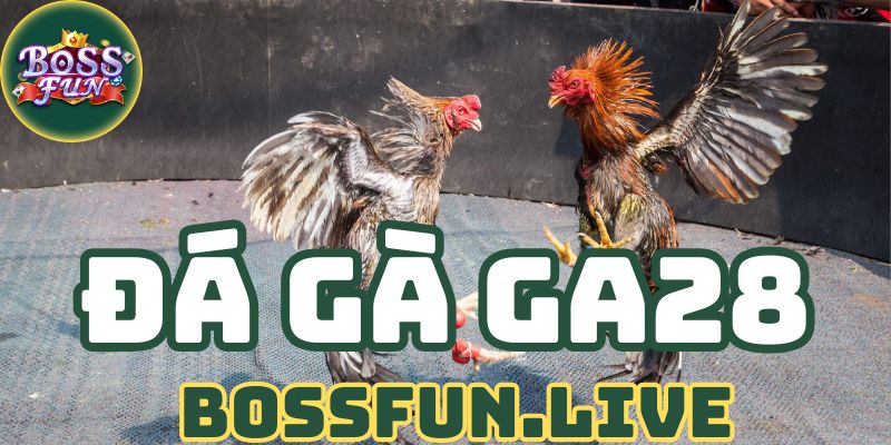 Đá Gà GA28 - Hướng Dẫn Cá Cươc Đá Gà Bossfun Thành Công 5 huong dan ca cuoc da ga ga28 bossfun thanh cong