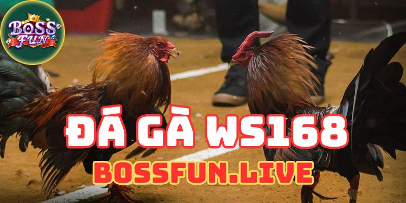 Hướng dẫn cách chơi Đá gà WS168: Chi tiết và dễ hiểu! 6 huong dan cach choi da ga ws168 chi tiet va de hieu