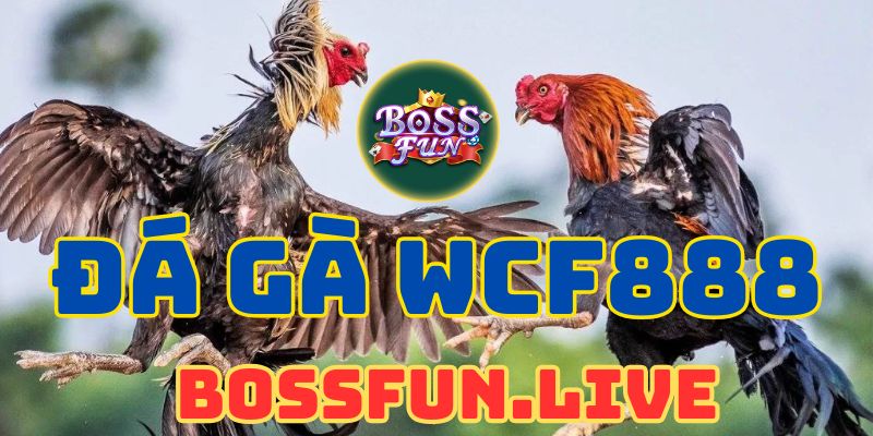 Hướng Dẫn Chi Tiết Cách Đặt Cược Đá Gà WCF888 Trên Bossfun 3 huong dan chi tiet cach dat cuoc da ga wcf888 tren bossfun